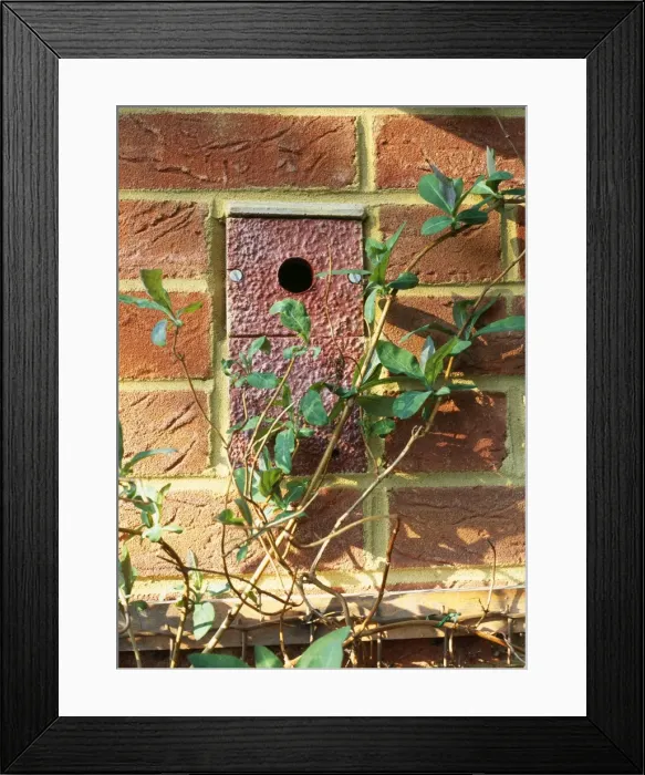 Framed Print : Nestbox - for Tits, built into wall Framed Print : Nestbox - for Tits, built into wall