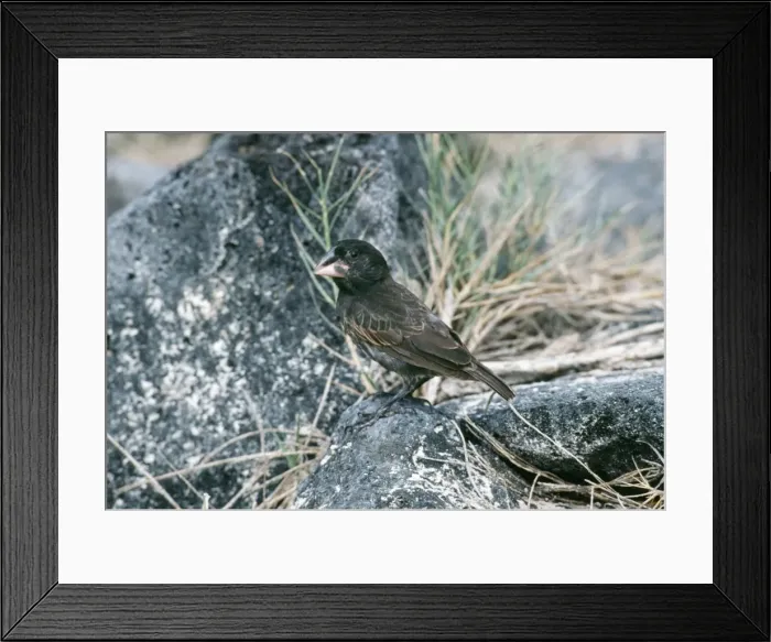 Framed Print : Medium Ground Finch - male, endemic. Hood Island, Galapagos Framed Print : Medium Ground Finch - male, endemic. Hood Island, Galapagos