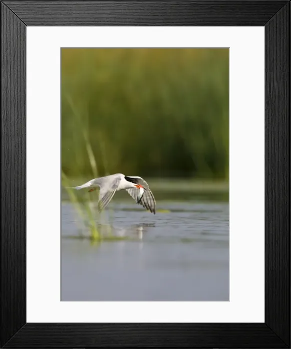 Framed Print : Common Tern Framed Print : Common Tern