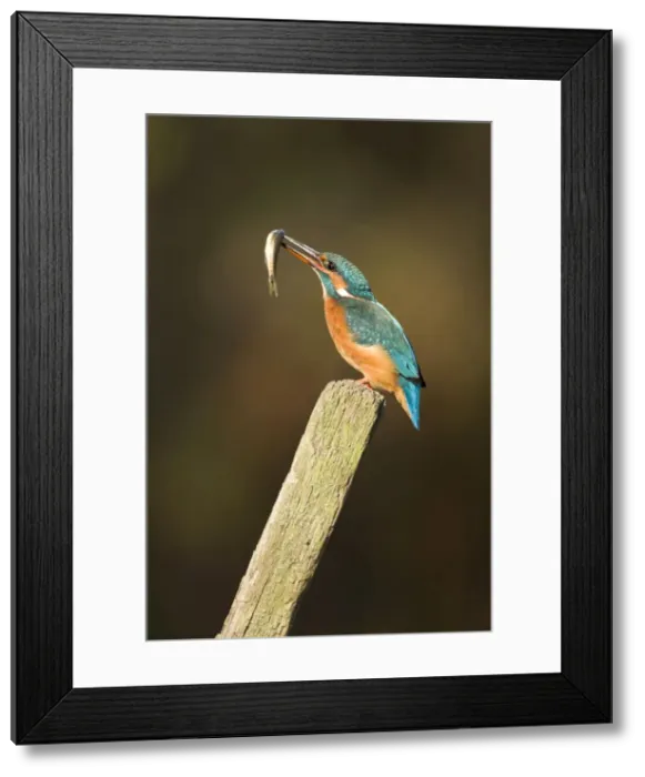 Framed Print : Kingfisher Adult female adjusting minnow in its bill ready to swallow. River Leven, Cleveland. UK Framed Print : Kingfisher Adult female adjusting minnow in its bill ready to swallow. River Leven, Cleveland. UK