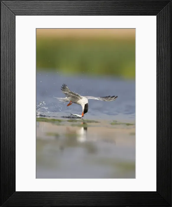 Framed Print : Common Tern Framed Print : Common Tern