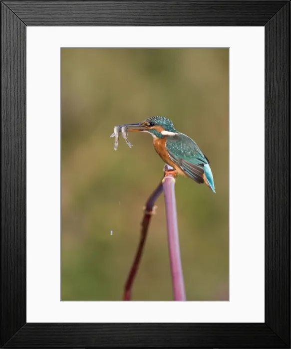 Framed Print : Common Kingfisher Framed Print : Common Kingfisher