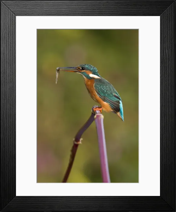 Framed Print : Common Kingfisher Framed Print : Common Kingfisher