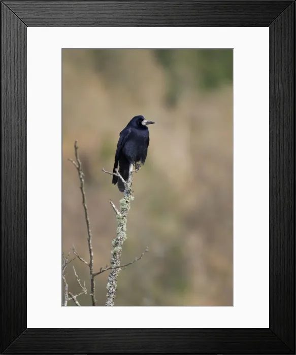 Framed Print : Rook Perched on lichen covered branch. Scotland Framed Print : Rook Perched on lichen covered branch. Scotland