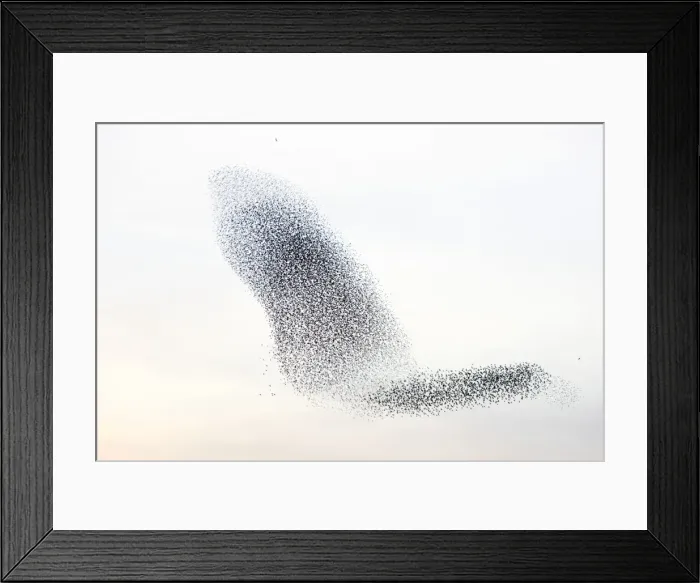 Framed Print : Starling flock and peregrine falcon. Immense flock of birds flying at dusk creating elaborate formations as they swirl to avoid and confuse predators. Near Gretna, Scotland. UK Framed Print : Starling flock and peregrine falcon. Immense flock of birds flying at dusk creating elaborate formations as they swirl to avoid and confuse predators. Near Gretna, Scotland. UK