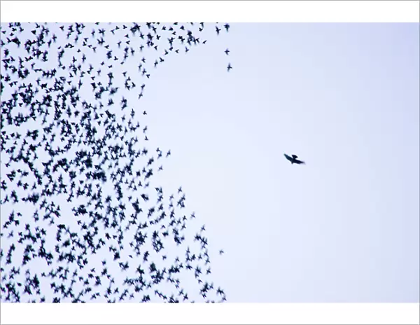 Starling flock and peregrine falcon. Immense flock of birds flying at dusk creating elaborate formations as they swirl to avoid and confuse predators. Near Gretna, Scotland. UK