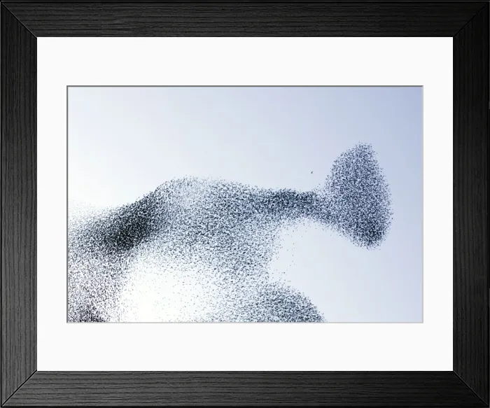 Framed Print : Starling flock and peregrine falcon. Immense flock of birds flying at dusk creating elaborate formations as they swirl to avoid and confuse predators. Near Gretna, Scotland. UK Framed Print : Starling flock and peregrine falcon. Immense flock of birds flying at dusk creating elaborate formations as they swirl to avoid and confuse predators. Near Gretna, Scotland. UK