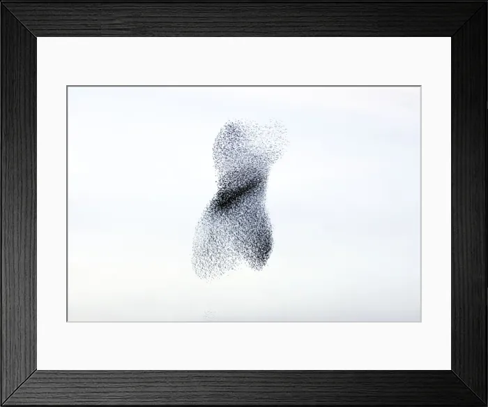 Framed Print : Starling flock andperegrine falcon. Immense flock of birds flying at dusk creating elaborate formations as they swirl to avoid and confuse predators. Near Gretna, Scotland. UK Framed Print : Starling flock andperegrine falcon. Immense flock of birds flying at dusk creating elaborate formations as they swirl to avoid and confuse predators. Near Gretna, Scotland. UK