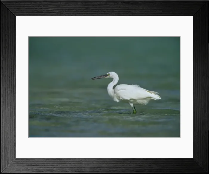 Framed Print : Eastern Reef Egret. White Morph In shallow reef water. Heron Island, Great Barrier Reef, Queensland, Australia Framed Print : Eastern Reef Egret. White Morph In shallow reef water. Heron Island, Great Barrier Reef, Queensland, Australia