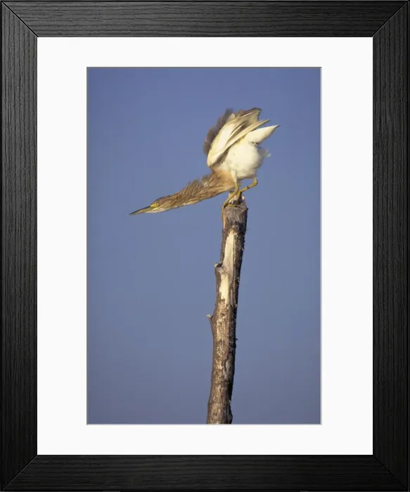 Framed Print : Squacco Heron. Preparing for take-off. Lake Baringo, Kenya. Africa Framed Print : Squacco Heron. Preparing for take-off. Lake Baringo, Kenya. Africa