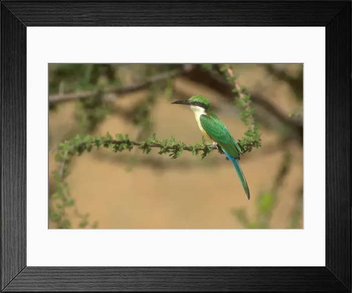 Framed Print : Somali Bee-eater Perched in acacia tree Samburu, Kenya, Africa Framed Print : Somali Bee-eater Perched in acacia tree Samburu, Kenya, Africa