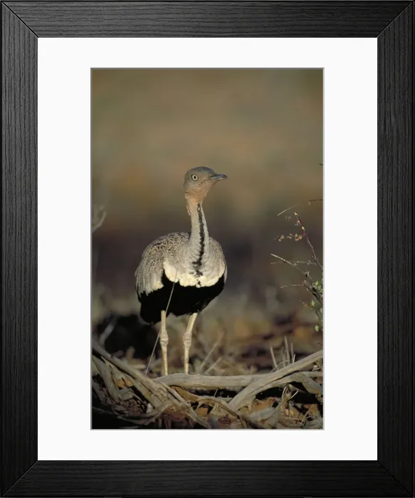 Framed Print : Black-Bellied Bustard. Walking through dry bush. Showing black belly and beautiful feather markings on back. Samburu, Kenya Framed Print : Black-Bellied Bustard. Walking through dry bush. Showing black belly and beautiful feather markings on back. Samburu, Kenya