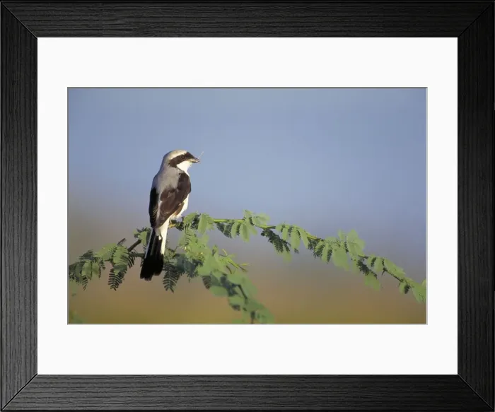Framed Print : Grey-Backed Fiscal Shrike. Perched in holding nest material. Lake Baringo, Kenya. Africa Framed Print : Grey-Backed Fiscal Shrike. Perched in holding nest material. Lake Baringo, Kenya. Africa