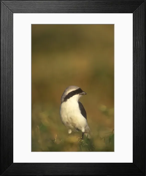 Framed Print : Grey-Backed Fiscal Shrike. On the ground to pick up a morsel of food. Lake Baringo, Kenya. Africa Framed Print : Grey-Backed Fiscal Shrike. On the ground to pick up a morsel of food. Lake Baringo, Kenya. Africa