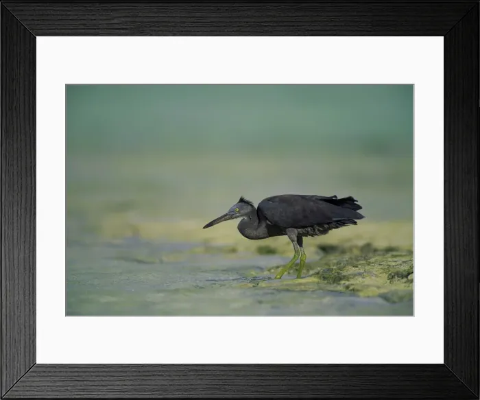 Framed Print : Eastern Reef Egret. Dark Morph In shallow reef water. Heron Island, Great Barrier Reef, Queensland, Australia Framed Print : Eastern Reef Egret. Dark Morph In shallow reef water. Heron Island, Great Barrier Reef, Queensland, Australia