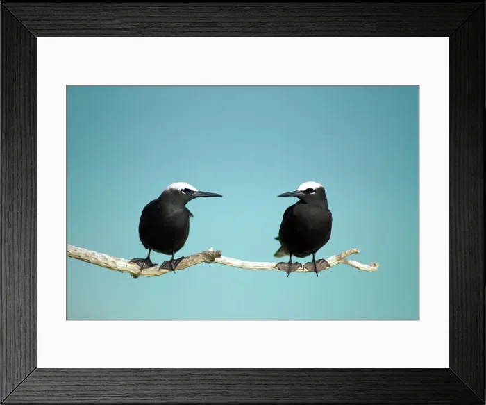 Framed Print : Black Noddy / White-Capped Noddy Two birds with ocean background. Queensland, Australia Framed Print : Black Noddy / White-Capped Noddy Two birds with ocean background. Queensland, Australia