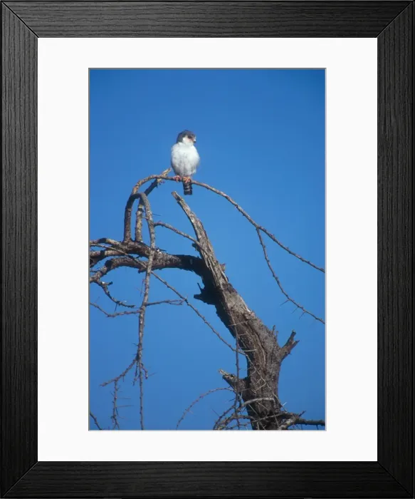 Framed Print : Pygmy Falcon. Tiny seven inch falcon perched on a favoured vantage point. Buffalo Springs, Kenya. Africa Framed Print : Pygmy Falcon. Tiny seven inch falcon perched on a favoured vantage point. Buffalo Springs, Kenya. Africa