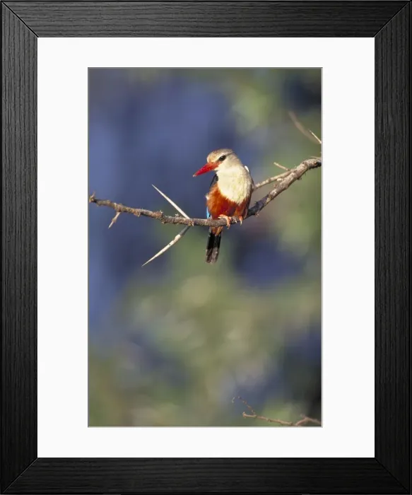 Framed Print : Grey-headed Kingfisher / Chestnut-bellied Kingfisher Perched on fishing vantage point Samburu, Kenya. Africa Framed Print : Grey-headed Kingfisher / Chestnut-bellied Kingfisher Perched on fishing vantage point Samburu, Kenya. Africa