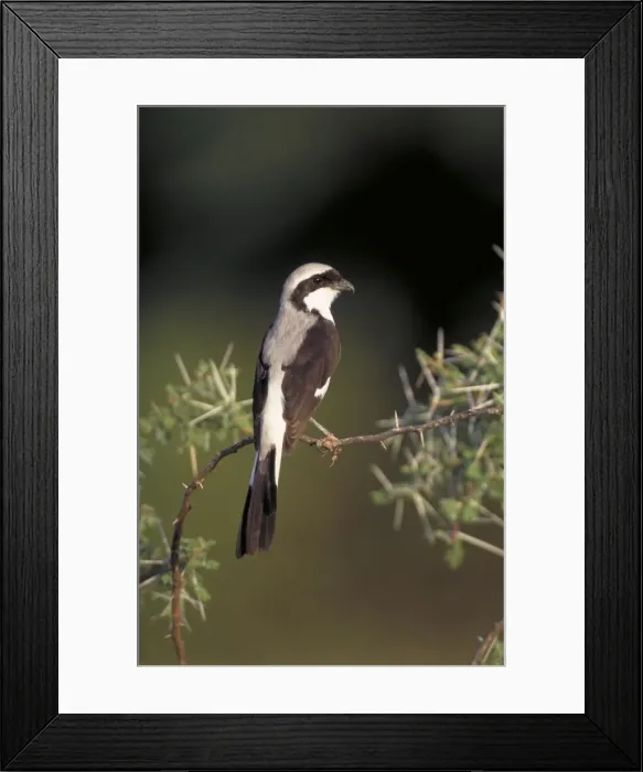 Framed Print : Grey-Backed Fiscal Shrike. Perched in acacia bush. Lake Baringo, Kenya. Africa