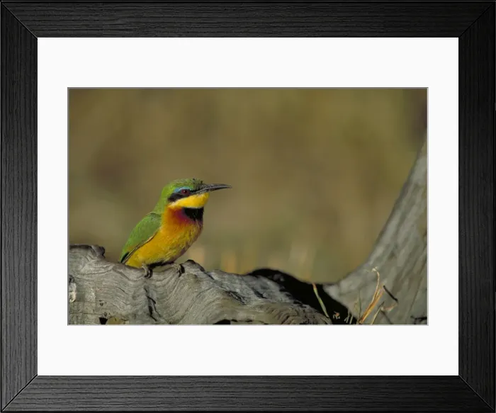 Framed Print : Little Bee-Eater. Single bird perched on deadwood Maasai mara. kenyaAfrica Framed Print : Little Bee-Eater. Single bird perched on deadwood Maasai mara. kenyaAfrica