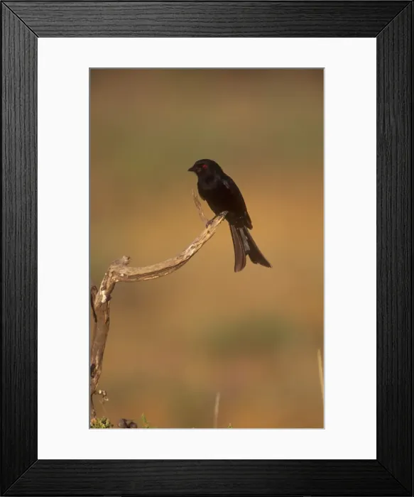 Framed Print : Drongo Showing forked tail and red eye. Samburu. Kenya. Africa Framed Print : Drongo Showing forked tail and red eye. Samburu. Kenya. Africa