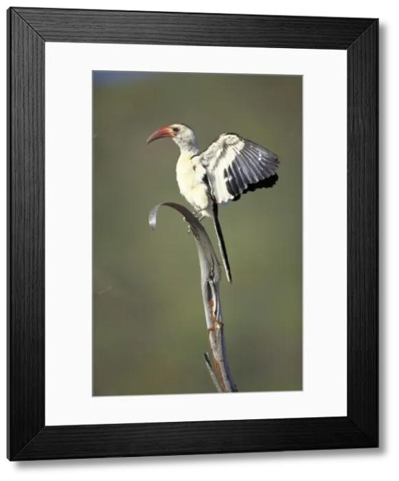 Framed Print : Red-Billed Hornbill Wing flapping. Samburu, kenya. Adrica Framed Print : Red-Billed Hornbill Wing flapping. Samburu, kenya. Adrica