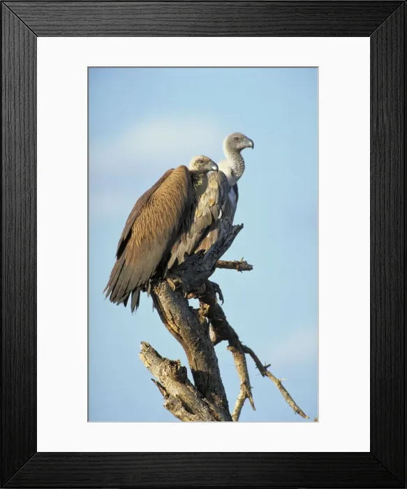 Framed Print : White-Backed Vulture. Two birds waiting in a tree near a cheetah kill. Samburu, kenya. Africa Framed Print : White-Backed Vulture. Two birds waiting in a tree near a cheetah kill. Samburu, kenya. Africa