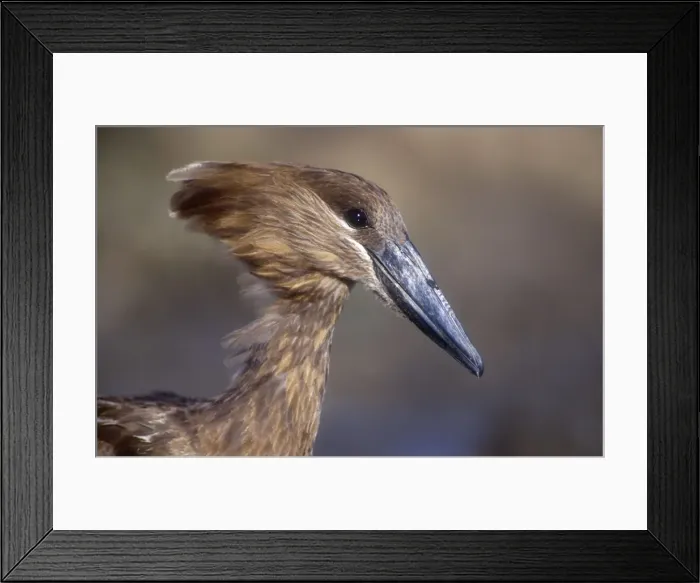 Framed Print : Hamerkop. Close up of head and face. Kenya. Africa Framed Print : Hamerkop. Close up of head and face. Kenya. Africa