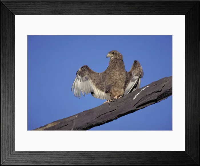 Framed Print : Juvenile Bataleur Eagle. Spreading wings. Typical behaviour of this eagle. Shaba, Kenya Framed Print : Juvenile Bataleur Eagle. Spreading wings. Typical behaviour of this eagle. Shaba, Kenya