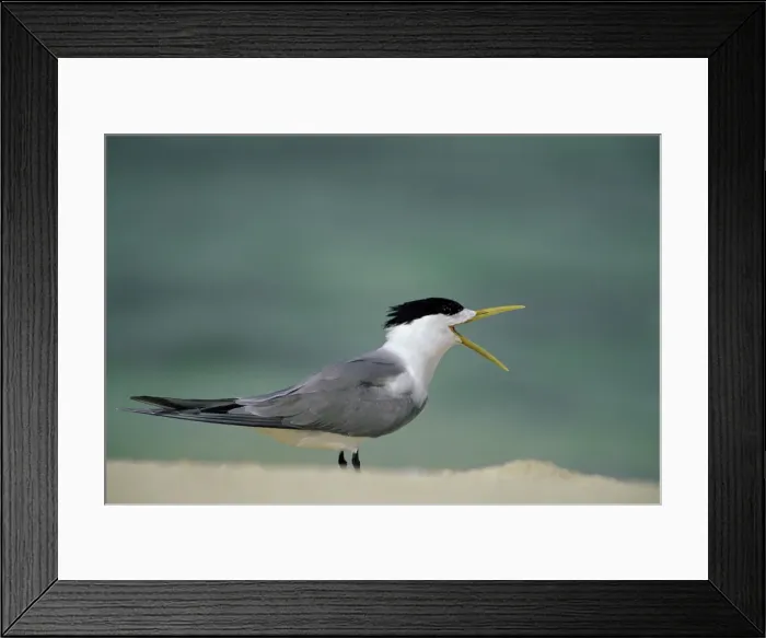 Framed Print : Crested Tern With mouth open. Heron Island. Great Barrier Reef. Queensland, Australia Framed Print : Crested Tern With mouth open. Heron Island. Great Barrier Reef. Queensland, Australia