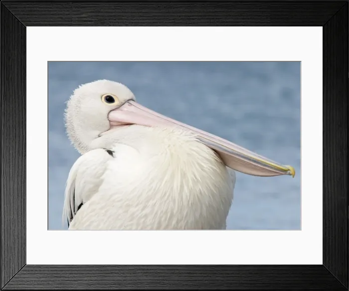 Framed Print : Australian Pelican - Close-up showing puffed up chest and breast feathers - Noosaville, Sunshine Coast, Queensland, Australia Framed Print : Australian Pelican - Close-up showing puffed up chest and breast feathers - Noosaville, Sunshine Coast, Queensland, Australia