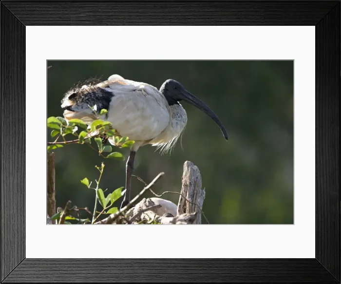 Framed Print : Sacred Ibis Back-lit image of a single bird. Nr. Brisbane, Queensland, Australia Framed Print : Sacred Ibis Back-lit image of a single bird. Nr. Brisbane, Queensland, Australia