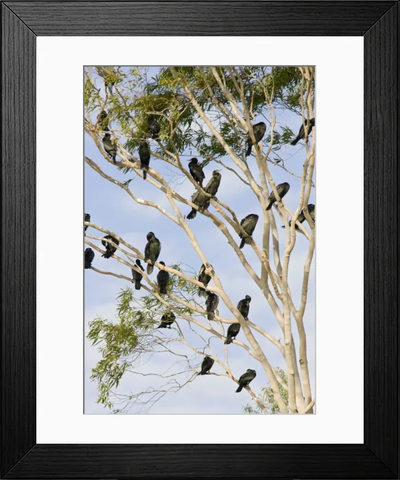 Framed Print : Little Black Cormorants - Flock of birds roosting in a gum tree. Queensland, Australia Framed Print : Little Black Cormorants - Flock of birds roosting in a gum tree. Queensland, Australia