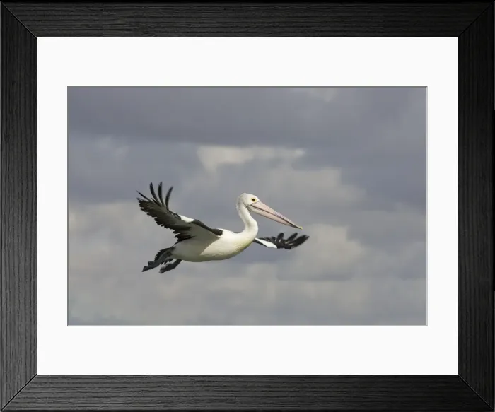 Framed Print : Australian Pelican - In flight - Noosaville, Sunshine Coast, Queensland, Australia