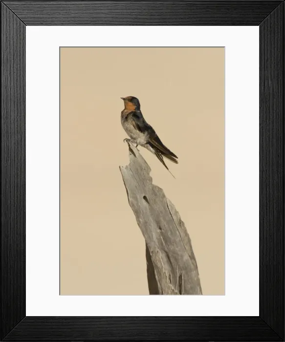 Framed Print : Welcome Swallow Perched on a poece of deadwood among sand dunes. Queensland, Australia Framed Print : Welcome Swallow Perched on a poece of deadwood among sand dunes. Queensland, Australia