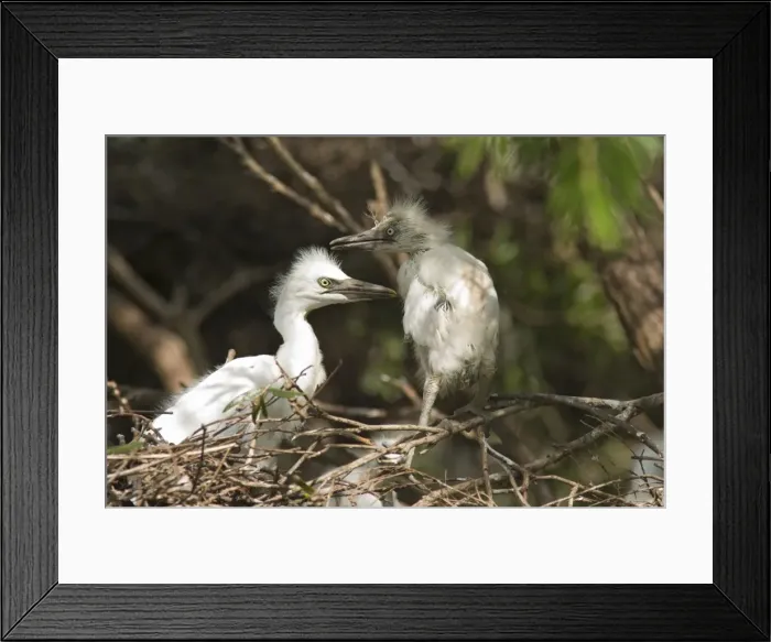 Framed Print : Cattle Egret Chicks Several chicks on their nest. Queensland, Australia Framed Print : Cattle Egret Chicks Several chicks on their nest. Queensland, Australia