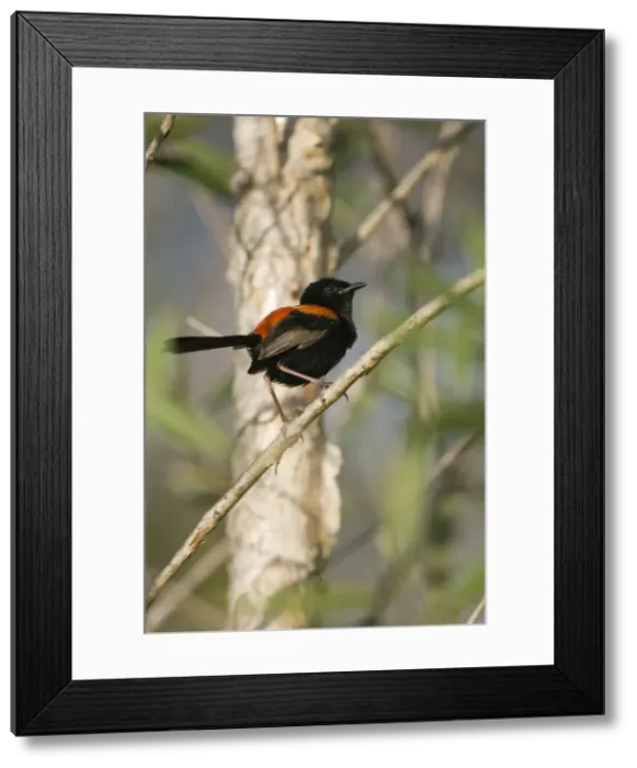 Framed Print : Red-Backed Wren. Male. Fairy-wren in dry sub-tropical woodland. Queensland, Australia Framed Print : Red-Backed Wren. Male. Fairy-wren in dry sub-tropical woodland. Queensland, Australia