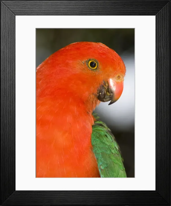 Framed Print : Australian King Parrot. male Close-up O'reilly's, Lammington, Queensland, Australia Framed Print : Australian King Parrot. male Close-up O'reilly's, Lammington, Queensland, Australia