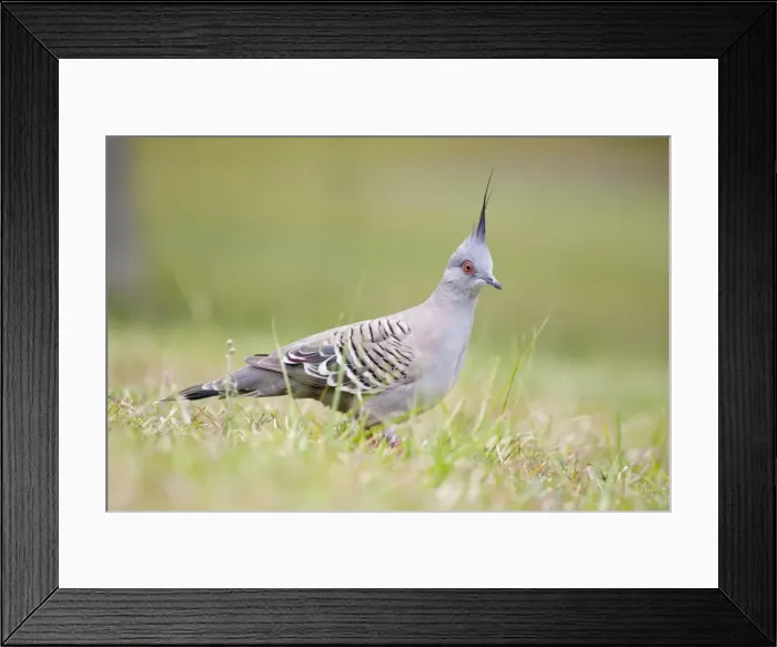 Framed Print : Crested Pigeon Groundlevel image. Queensland, Australia