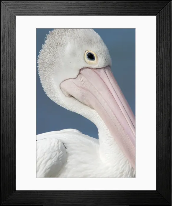 Framed Print : Australian Pelican Close-up of face showing soft pink fleshy part of a pelicans bill. Noosaville, Sunshine Coast, Queensland, Australia Framed Print : Australian Pelican Close-up of face showing soft pink fleshy part of a pelicans bill. Noosaville, Sunshine Coast, Queensland, Australia