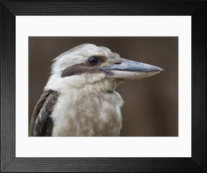 Framed Print : Laughing Kookaburra Close-up Queensland, Australia Framed Print : Laughing Kookaburra Close-up Queensland, Australia