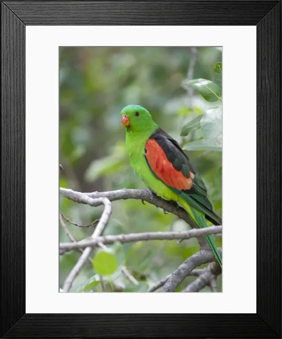 Framed Print : Red-Winged Parrot-Male Perched in woodland. Carnarvon Gorge, Queensland, Australia Framed Print : Red-Winged Parrot-Male Perched in woodland. Carnarvon Gorge, Queensland, Australia