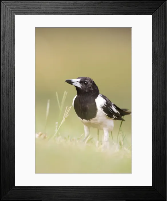 Framed Print : Pied Butcherbird Groundlevel image. Queensland, Australia Framed Print : Pied Butcherbird Groundlevel image. Queensland, Australia