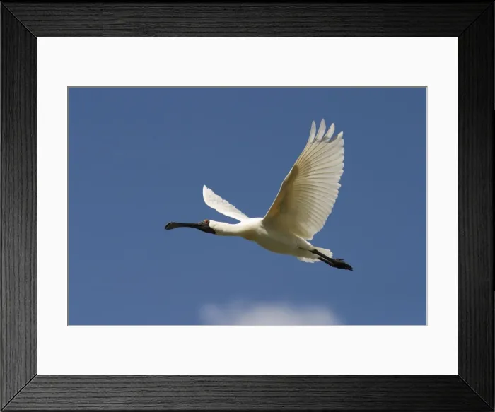 Framed Print : Royal Spoonbill In-flight apporaching nest site. Queensland, Australia Framed Print : Royal Spoonbill In-flight apporaching nest site. Queensland, Australia