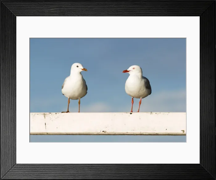 Framed Print : Silver Gull - Two birds perched on a white fence - Queensland, Australia Framed Print : Silver Gull - Two birds perched on a white fence - Queensland, Australia