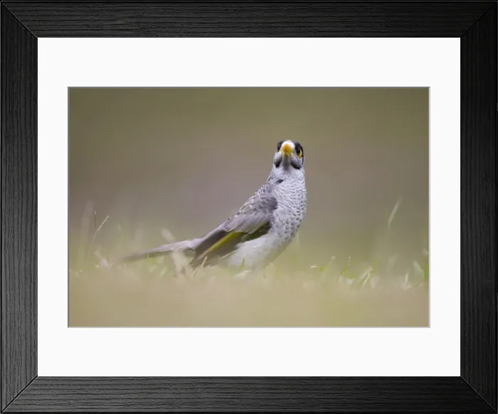 Framed Print : Noisy Miner Groundlevel image. Queensland, Australia Framed Print : Noisy Miner Groundlevel image. Queensland, Australia