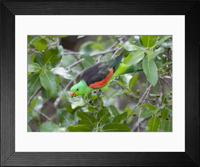 Framed Print : Red-Winged Parrot-Male Feeding on fruit. Carnarvon Gorge, Queensland, Australia Framed Print : Red-Winged Parrot-Male Feeding on fruit. Carnarvon Gorge, Queensland, Australia