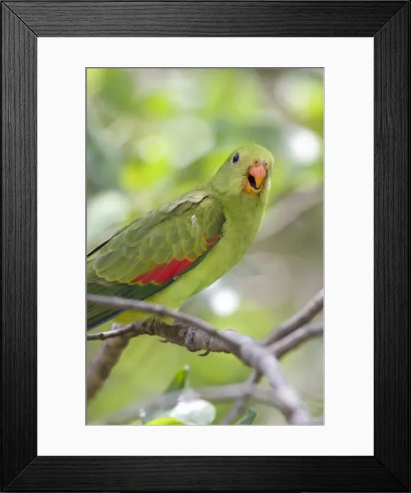 Framed Print : Red-Winged Parrot-Female Perched in woodland. Carnarvon Gorge, Queensland, Australia Framed Print : Red-Winged Parrot-Female Perched in woodland. Carnarvon Gorge, Queensland, Australia