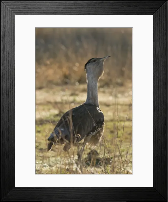 Framed Print : Australian Bustard Back-lit image of bird. Queensland, Australia Framed Print : Australian Bustard Back-lit image of bird. Queensland, Australia