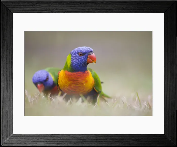Framed Print : Rainbow Lorikeet Groundlevel image. Queensland, Australia Framed Print : Rainbow Lorikeet Groundlevel image. Queensland, Australia